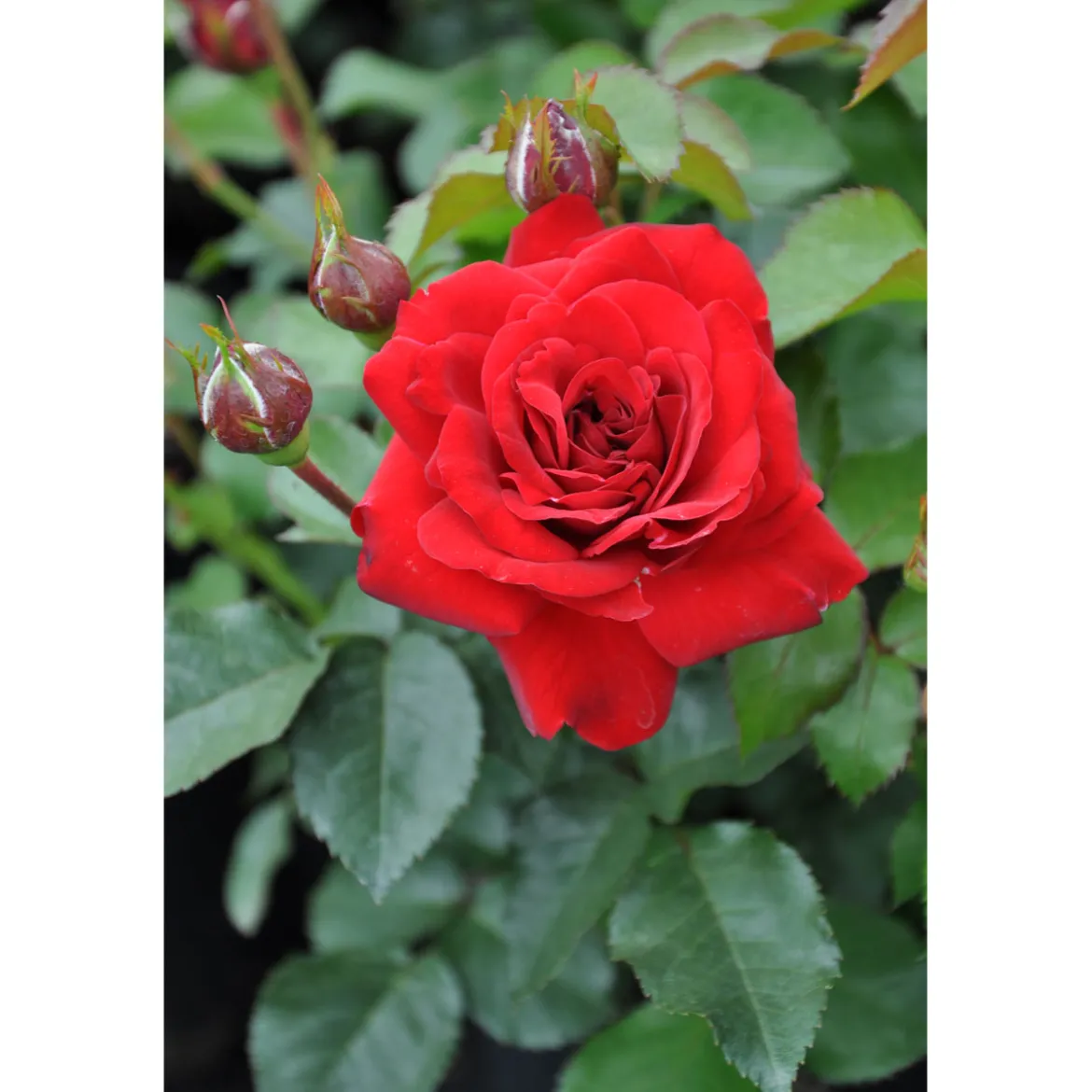 PlantiflorBeet-Duftrose rot Topf 23 cm