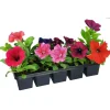 PlantiflorBeet- und Balkonpflanzen Sommerblumen 10er-Pack