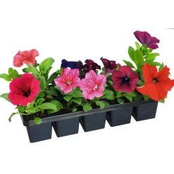 PlantiflorBeet- und Balkonpflanzen Sommerblumen 10er-Pack