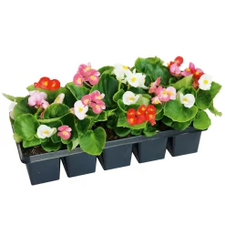 PlantiflorBeet- und Balkonpflanzen Sommerblumen 10er-Pack