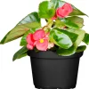 PlantiflorBegonie Durchmesser 13 cm