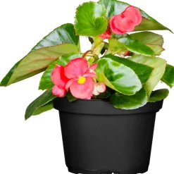 PlantiflorBegonie Durchmesser 13 cm