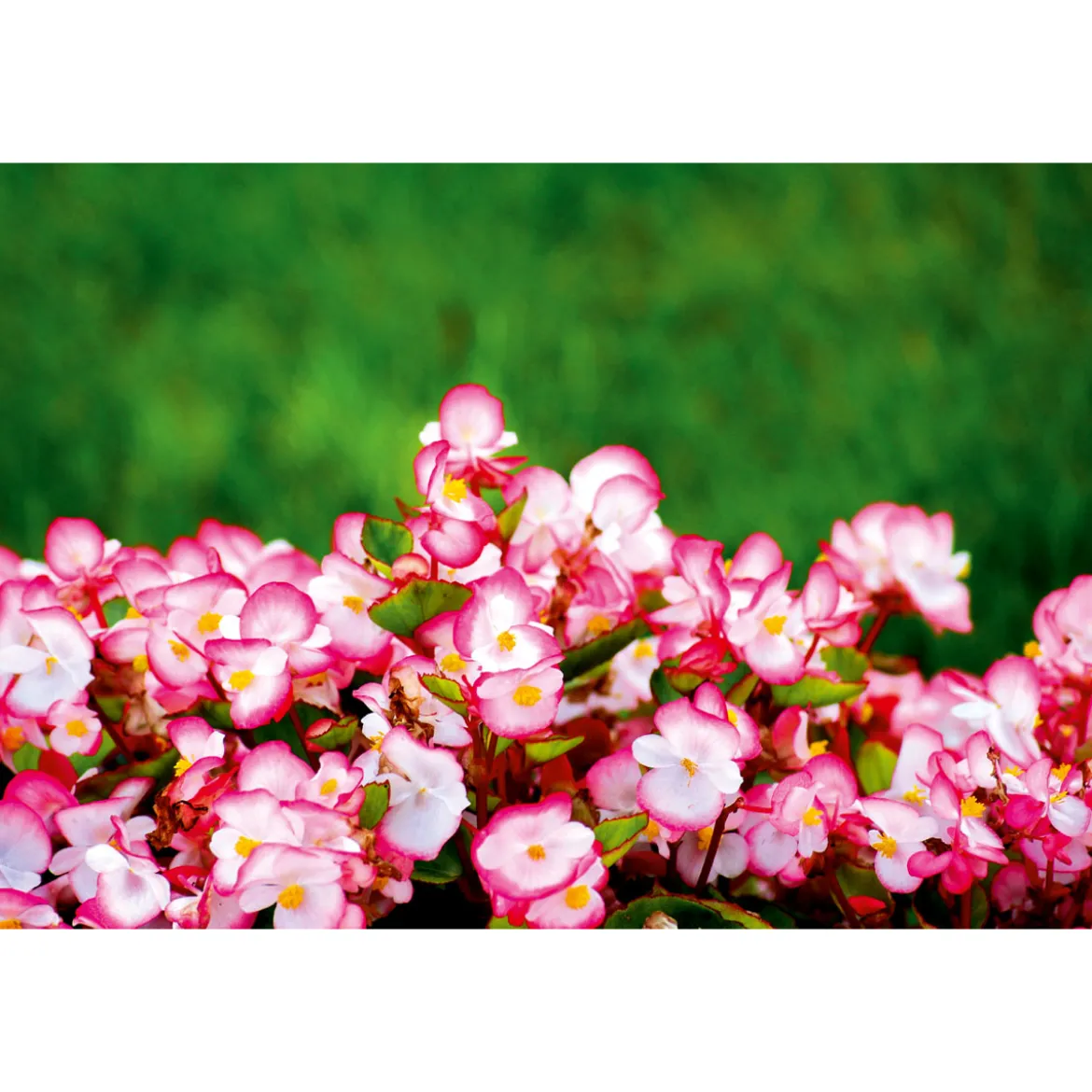 PlantiflorBegonie Durchmesser 13 cm