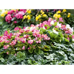 PlantiflorBegonie Durchmesser 13 cm