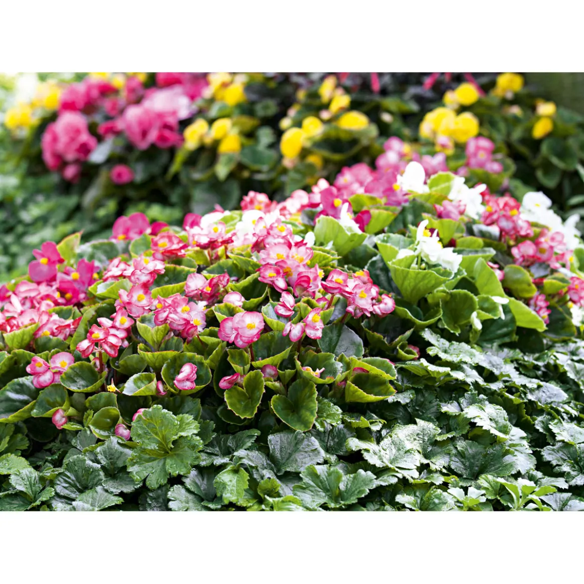 PlantiflorBegonie Durchmesser 13 cm