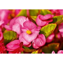 PlantiflorBegonie Durchmesser 13 cm