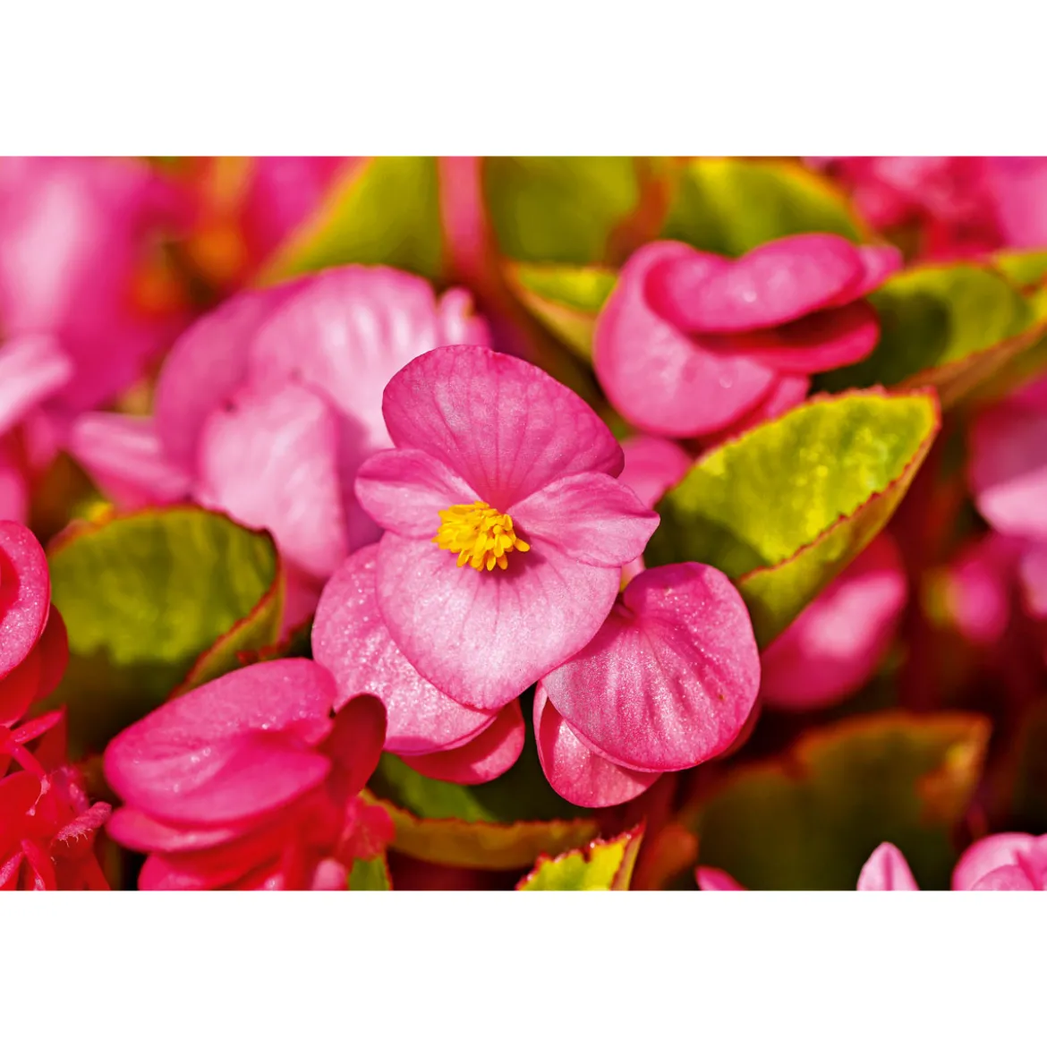 PlantiflorBegonie Durchmesser 13 cm