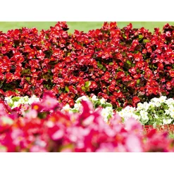 PlantiflorBegonie Durchmesser 13 cm
