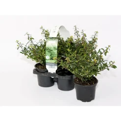 PlantiflorBerg-Ilex Stokes 4er-Pack