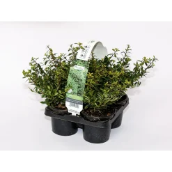 PlantiflorBerg-Ilex Stokes 4er-Pack