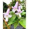 PlantiflorBio-CO-Klimabaum Kiri-Baum Topf Durchmesser 21 cm