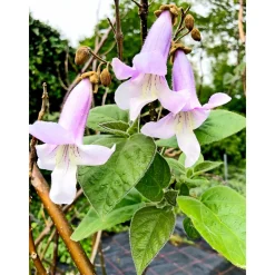 PlantiflorBio-CO-Klimabaum Kiri-Baum Topf Durchmesser 21 cm