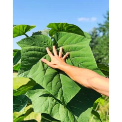 PlantiflorBio-CO-Klimabaum Kiri-Baum Topf Durchmesser 21 cm