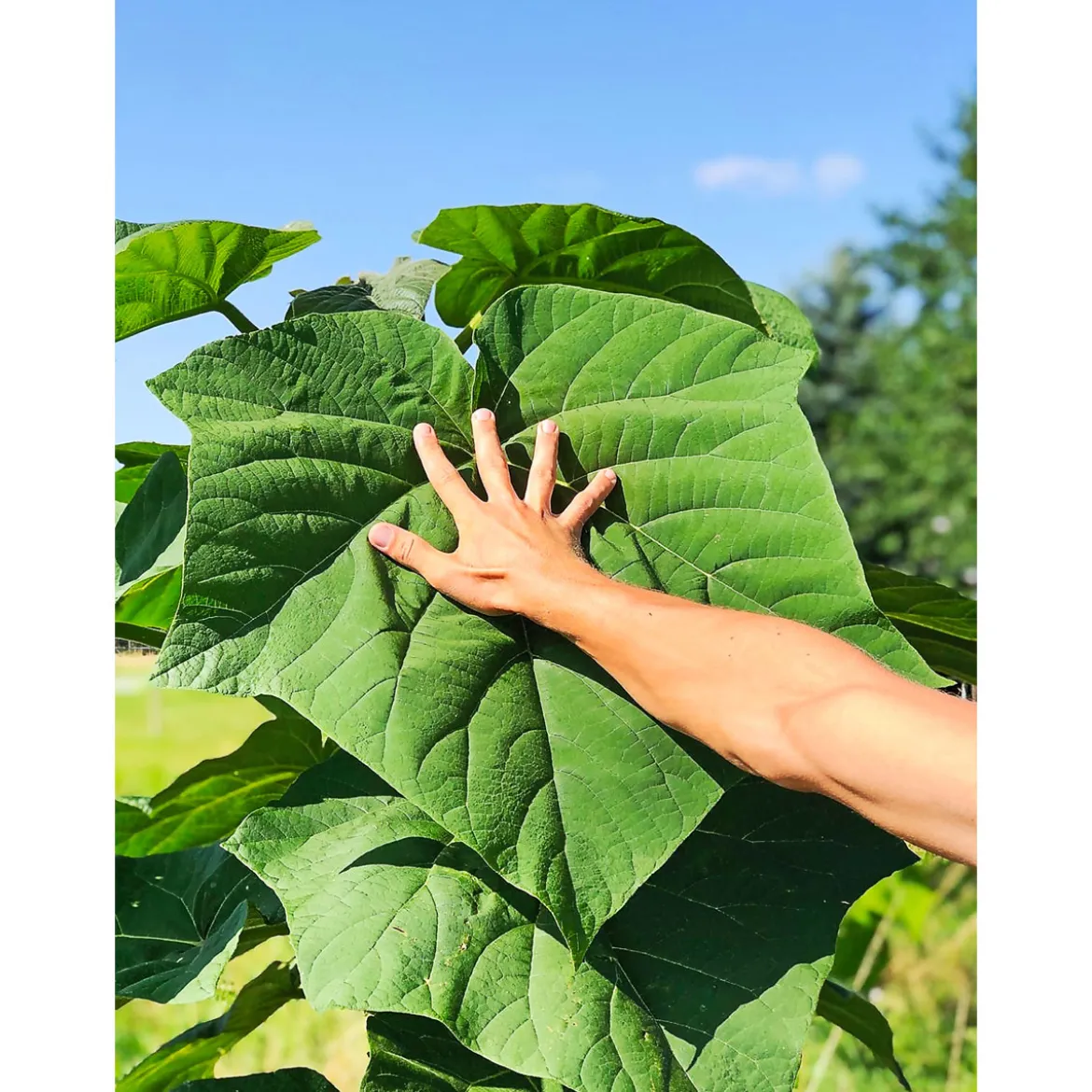 PlantiflorBio-CO-Klimabaum Kiri-Baum Topf Durchmesser 21 cm