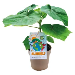 PlantiflorBio-CO-Klimabaum Kiri-Baum Topf Durchmesser 21 cm