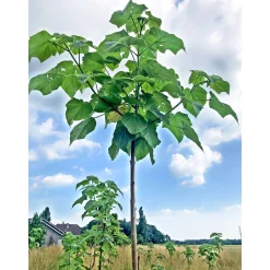 PlantiflorBio-CO-Klimabaum Kiri-Baum Topf Durchmesser 21 cm