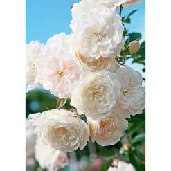 PlantiflorBodendeckerrosen Topf Durchmesser 13 cm