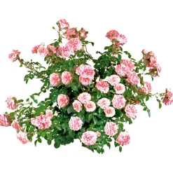 PlantiflorBodendeckerrosen Topf Durchmesser 13 cm
