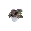 PlantiflorBodendecker-Stauden Pflasta la Vista Topf 13 cm