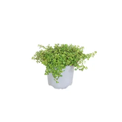 PlantiflorBodendecker-Stauden Pflasta la Vista Topf 13 cm