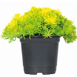 PlantiflorBodendecker-Stauden Pflasta la Vista Topf 13 cm
