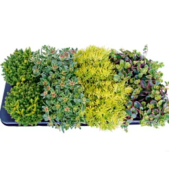 PlantiflorBodendecker-Stauden Pflasta la Vista Topf 13 cm