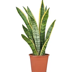 Plantiflor Bogenhanf Laurentii Zeylanica T12