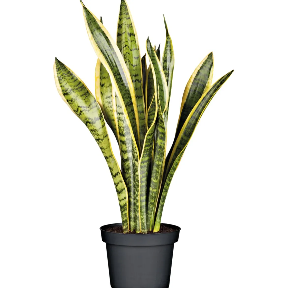 Plantiflor Bogenhanf Laurentii Zeylanica T12