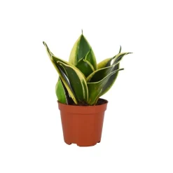 Plantiflor Bogenhanf Sansevieria hahnii Mix, Topf-Durchmesser 8 cm
