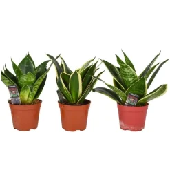 Plantiflor Bogenhanf Sansevieria hahnii Mix, Topf-Durchmesser 8 cm