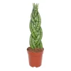 PlantiflorBogenhanf Topf Durchmesser 12 cm