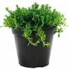 Plantiflor Bohnenkraut T14