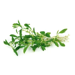 PlantiflorBohnenkraut Topf 12 cm