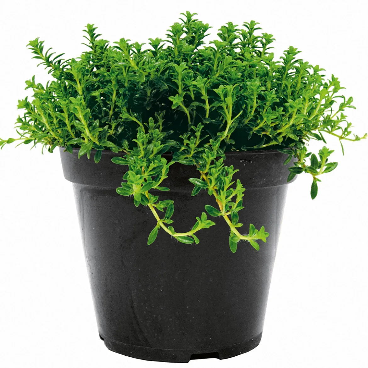 PlantiflorBohnenkraut Topf 12 cm