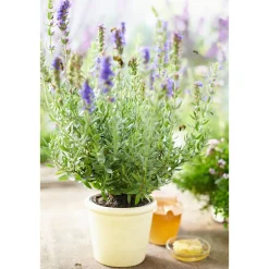PlantiflorBohnenkraut Topf 12 cm