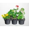 PlantiflorBunter Balkonkasten Tradition 6er-Pack
