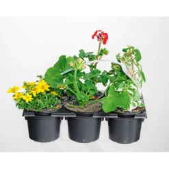 PlantiflorBunter Balkonkasten Tradition 6er-Pack