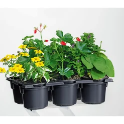 PlantiflorBunter Balkonkasten Tradition 6er-Pack