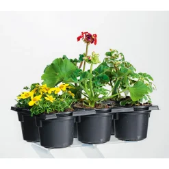 PlantiflorBunter Balkonkasten Tradition 6er-Pack
