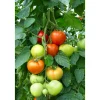 PlantiflorCherrytomate plastikfrei Topf Durchmesser 12 cm