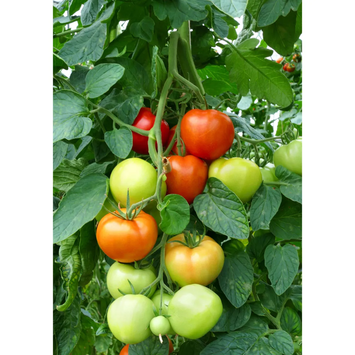 PlantiflorCherrytomate plastikfrei Topf Durchmesser 12 cm