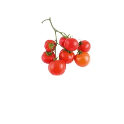 PlantiflorCherrytomate plastikfrei Topf Durchmesser 12 cm