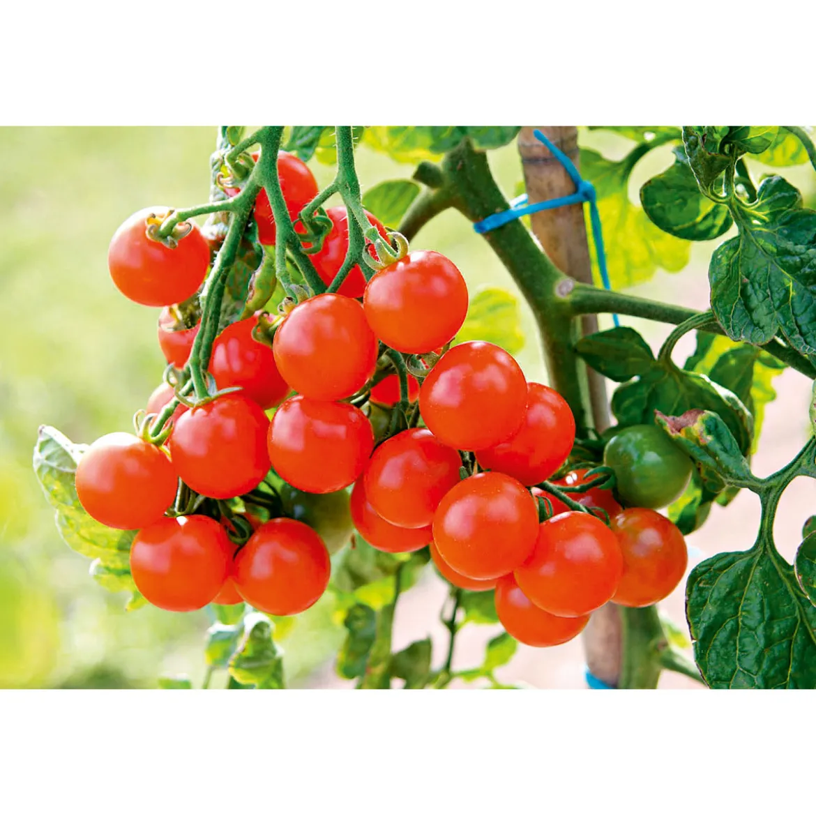 PlantiflorCherrytomate plastikfrei Topf Durchmesser 12 cm