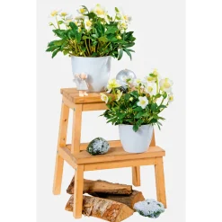 PlantiflorChristrose Christmas Carol Top Durchmesser 12 cm