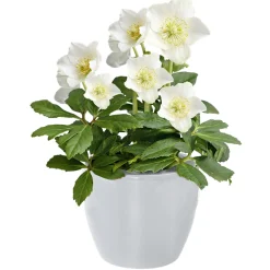 PlantiflorChristrose Christmas Carol Top Durchmesser 12 cm