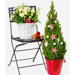 PlantiflorChristrose Christmas Carol Top Durchmesser 12 cm