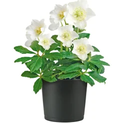 PlantiflorChristrose Christmas Carol Top Durchmesser 12 cm