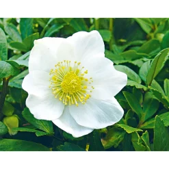 PlantiflorChristrose Christmas Carol Top Durchmesser 12 cm
