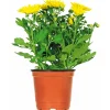 PlantiflorChrysantheme Eintrieber Topf Durchmesser 10,5 cm