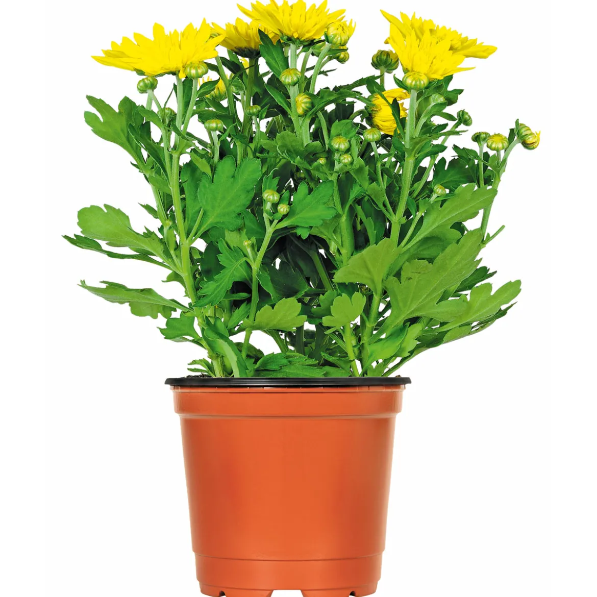 PlantiflorChrysantheme Eintrieber Topf Durchmesser 10,5 cm